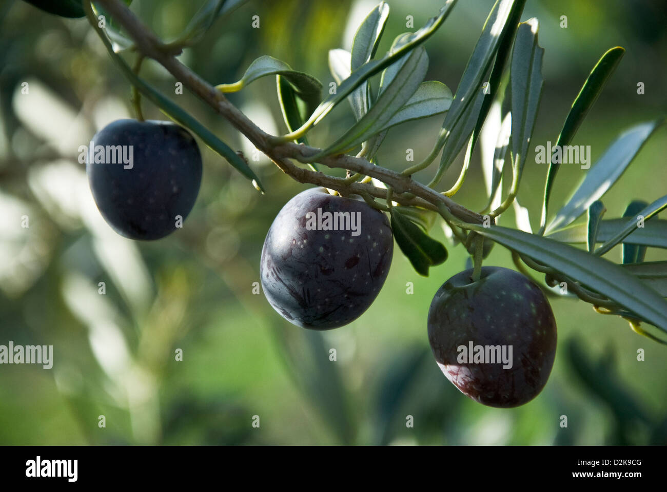 Olives on tree Stock Photo Alamy