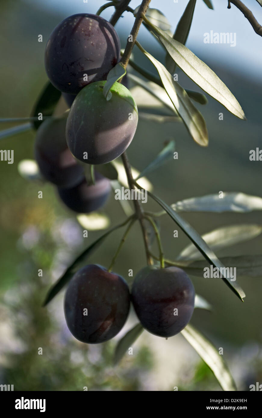 Olives on tree Stock Photo