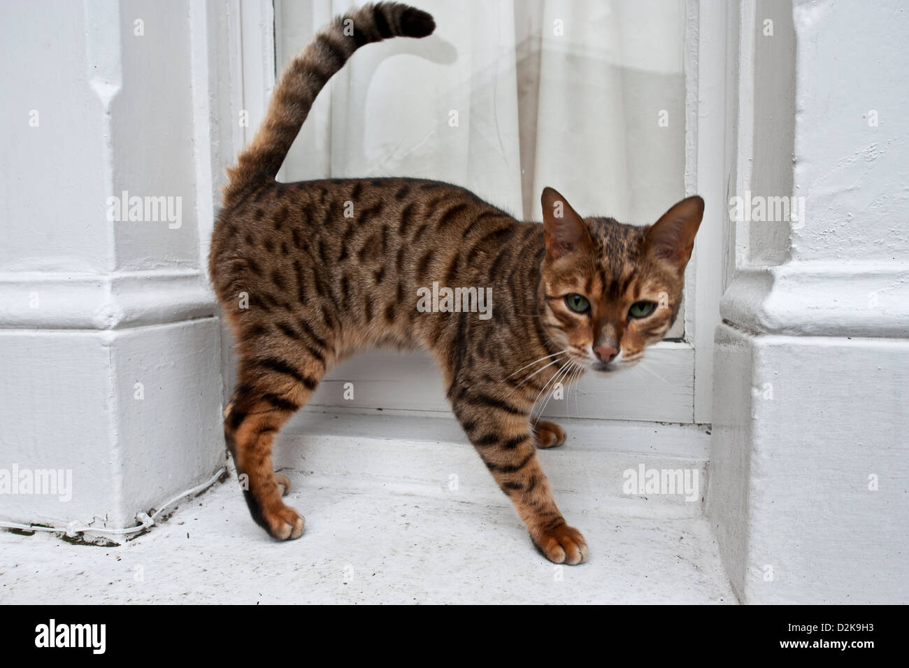 Tabby Cat On Window Sill Stock Photo