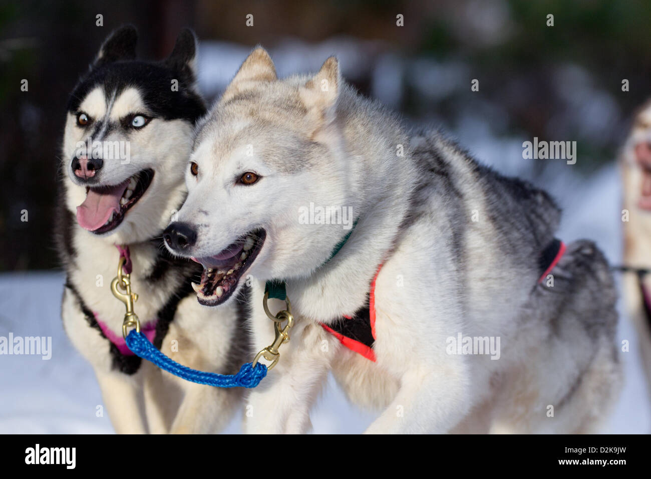 Aviemore, UK. 26th Jan, 2013. Siberian huskies pull a sled in the 30th Annual Aviemore Sled Dog Rally. Over one thousand sled dogs will take part this weekend. Stock Photo