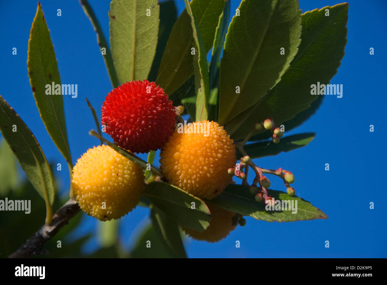 Fruits of the Strawberry Tree (Arbutus unedo) Stock Photo
