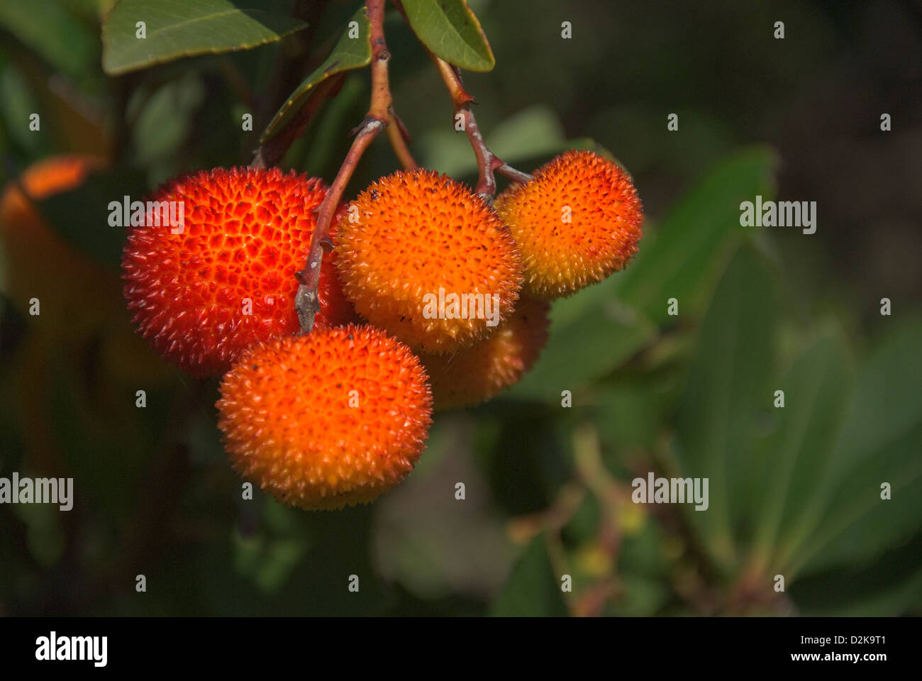 Fruits of the Strawberry Tree (Arbutus unedo) Stock Photo