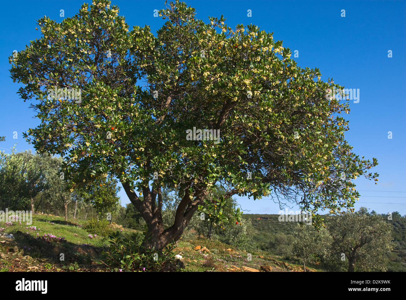 Strawberry Tree (Arbutus unedo) Stock Photo