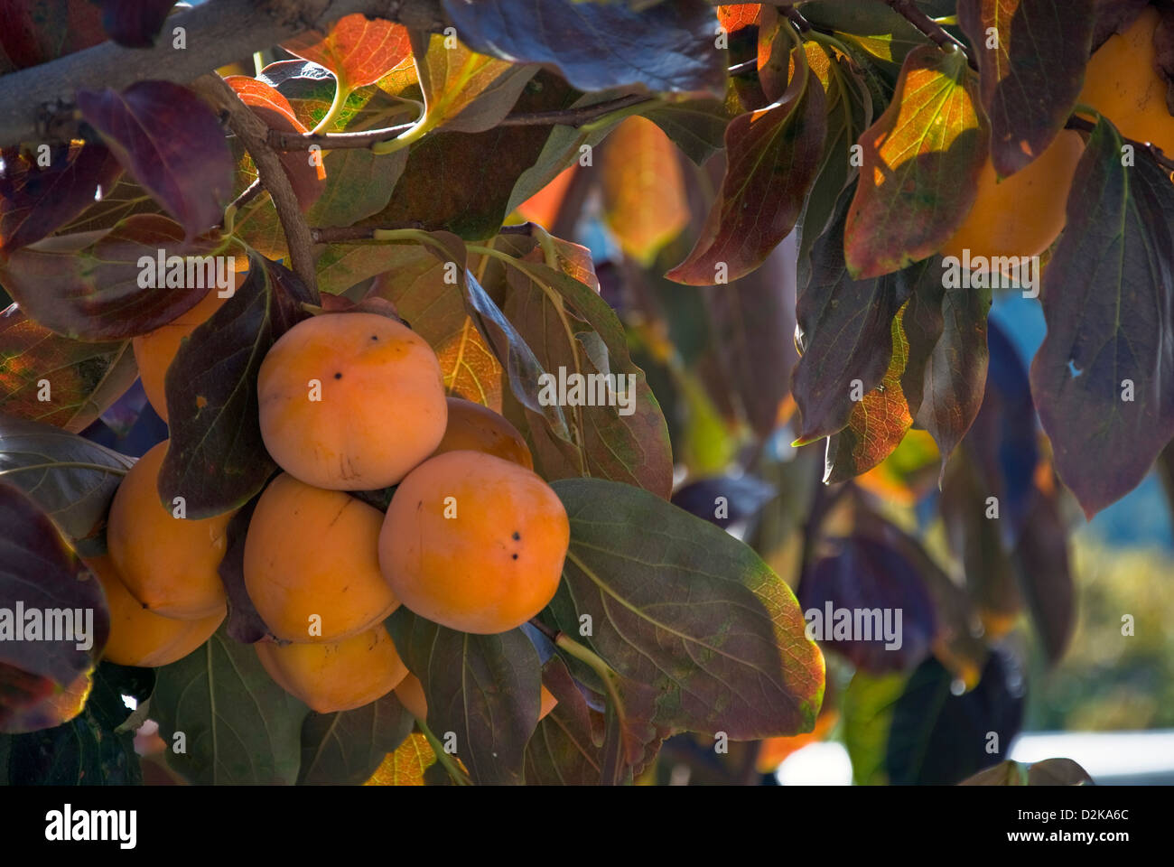 Persimmon fruits hanging on tree Stock Photo