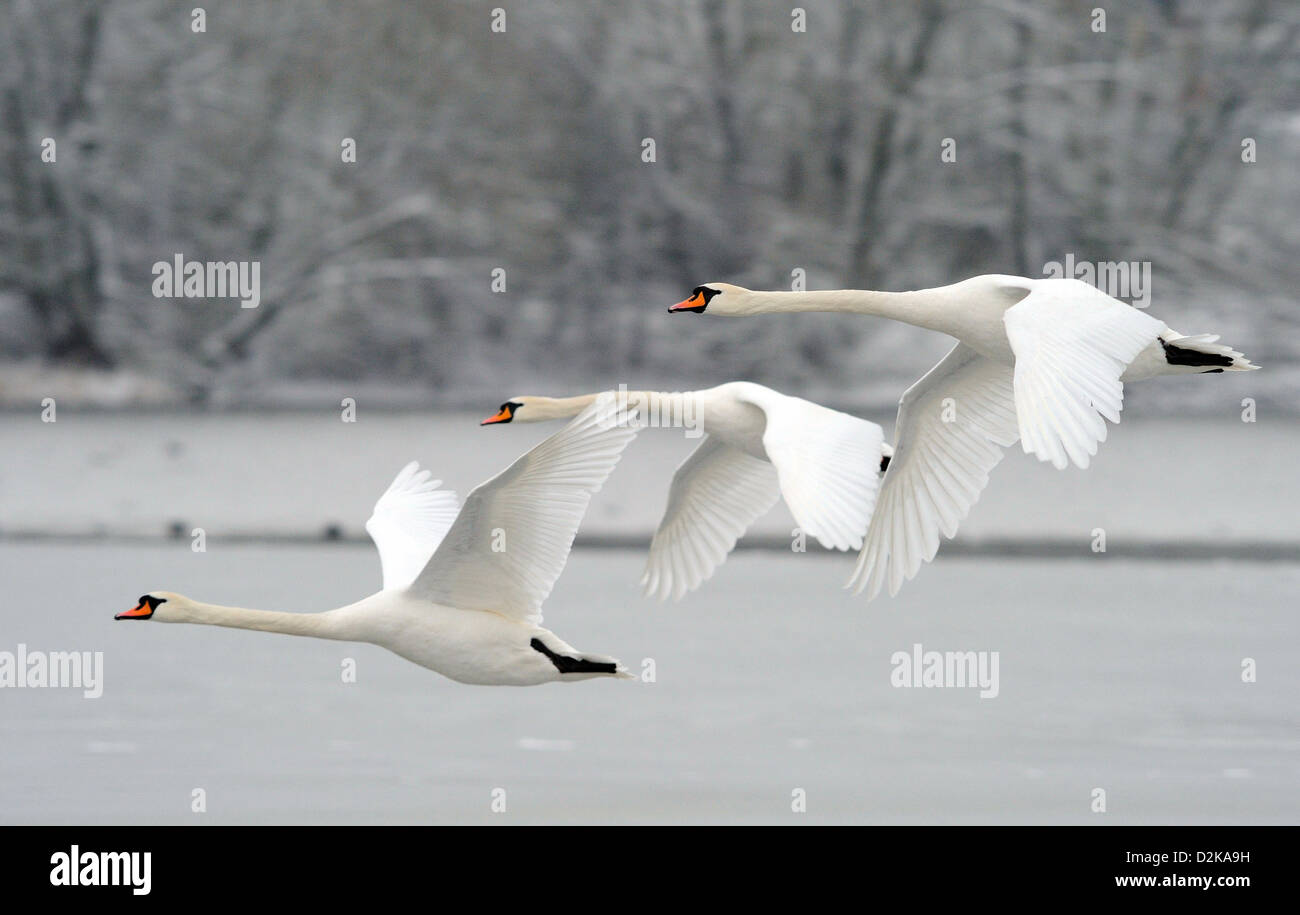 Three Mute swans flying low over a frozen lake . Stock Photo