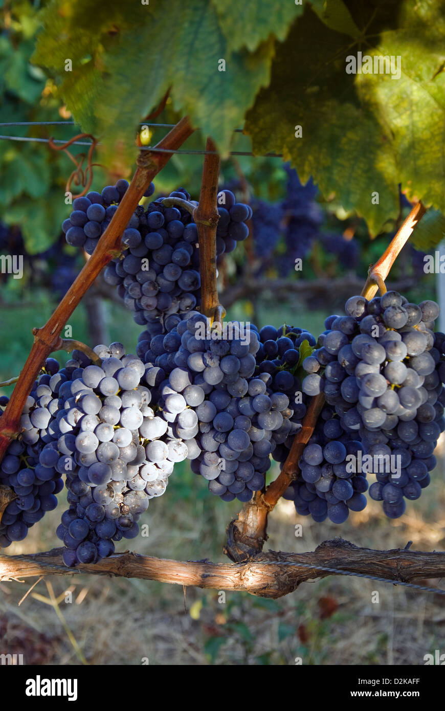 Ripe Grapes on the vine Stock Photo