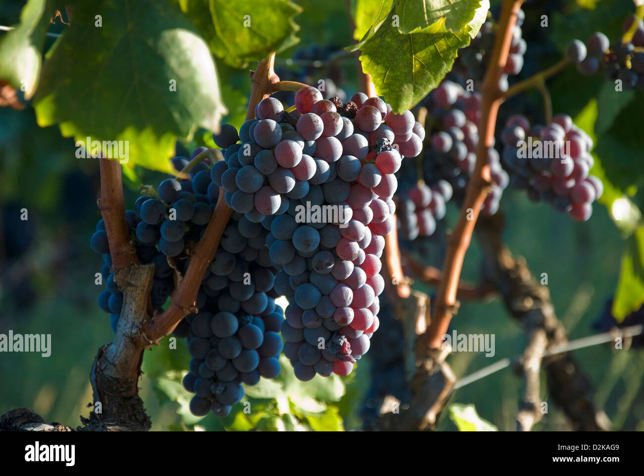 Ripe Grapes on the vine Stock Photo Alamy