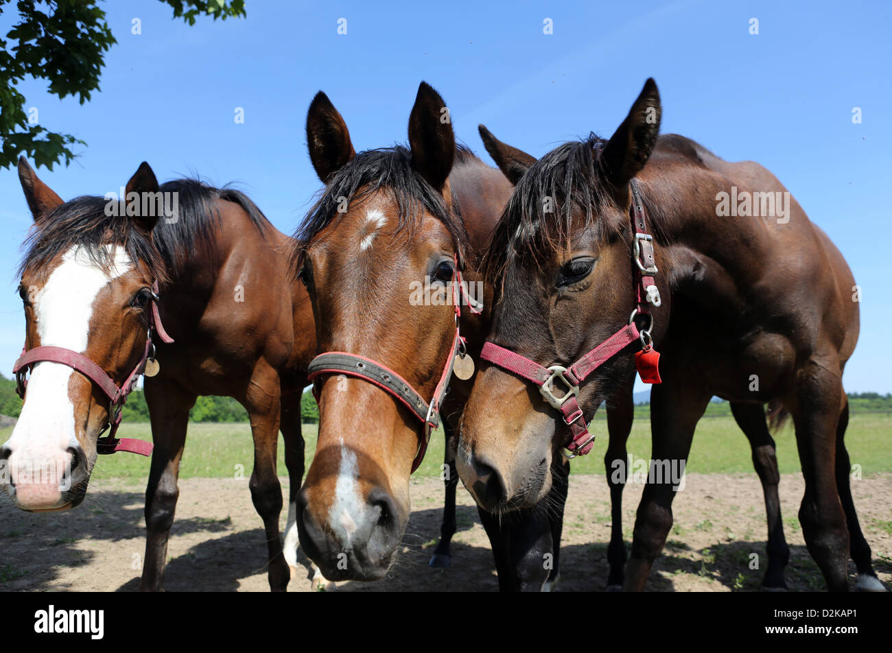 Gernsheim, Germany, horses look curiously at the viewer Stock Photo