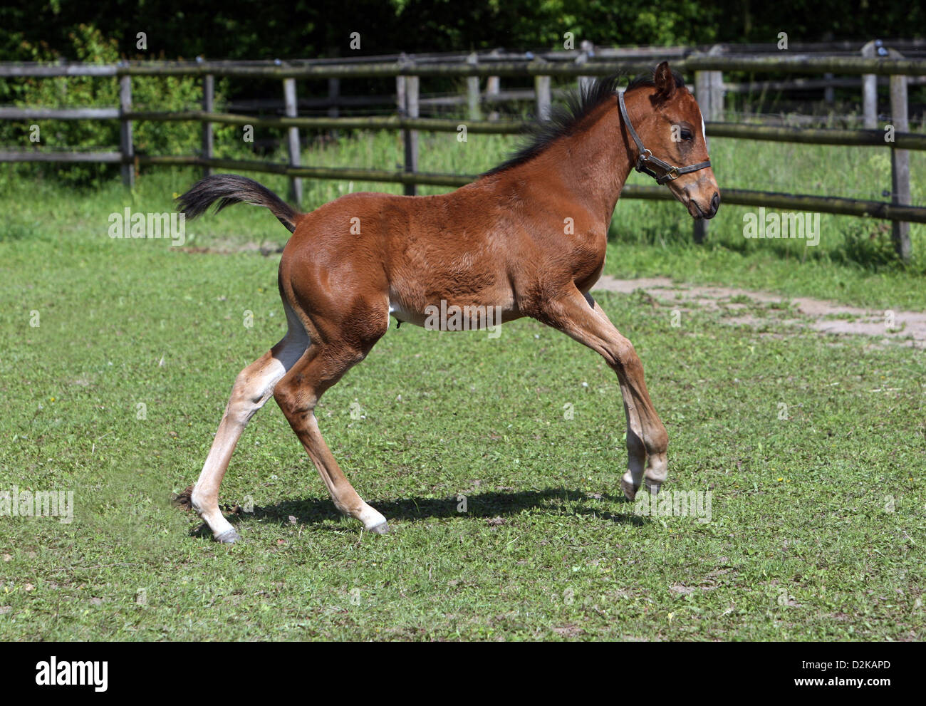 Gernsheim, Germany, a foal romping around in the pasture Stock Photo