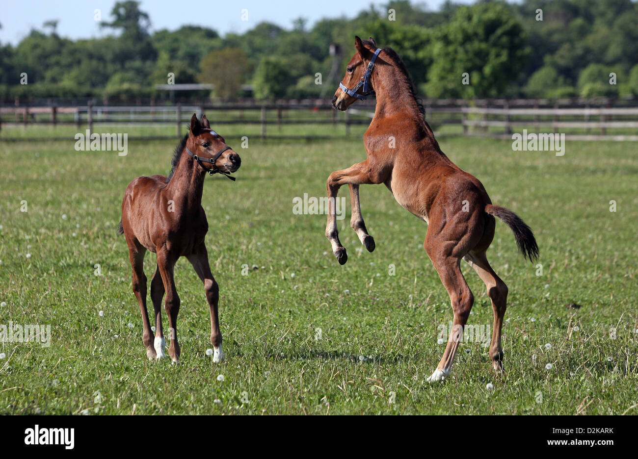 Gernsheim, Germany, two foals playing in the pasture together Stock Photo