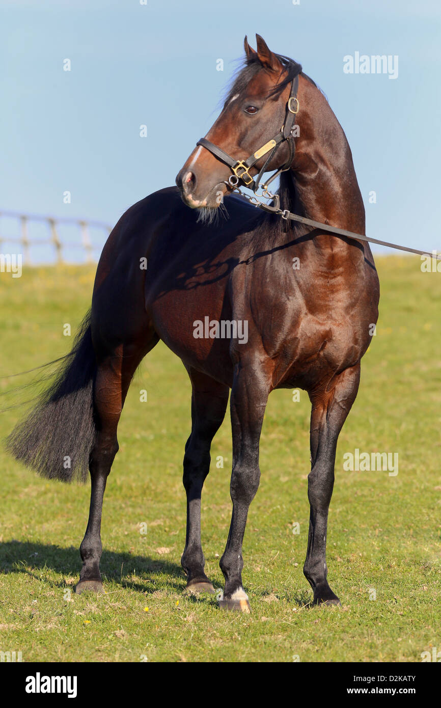 Roedinghausen, Germany, sire Soldier Hollow in portrait Stock Photo
