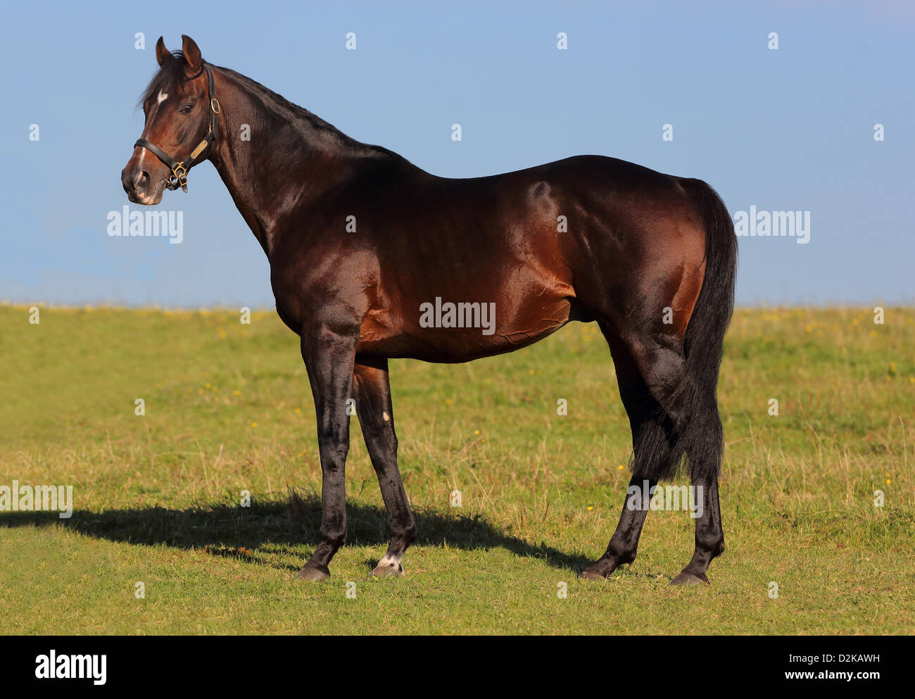 Roedinghausen, Germany, sire Soldier Hollow in portrait Stock Photo