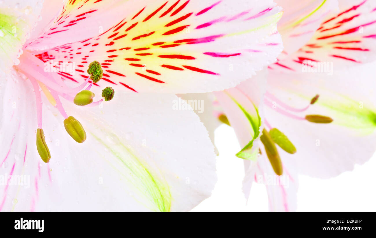 single white lily isolated on white background Stock Photo