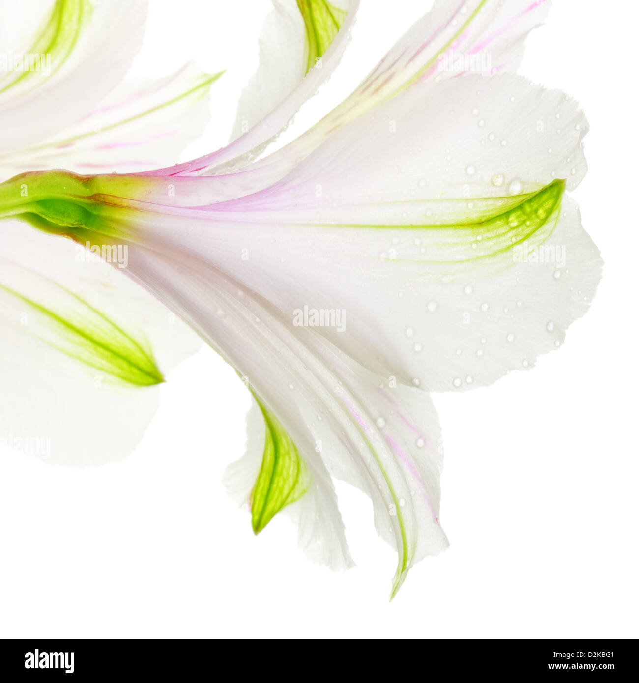 single white lily isolated on white background Stock Photo