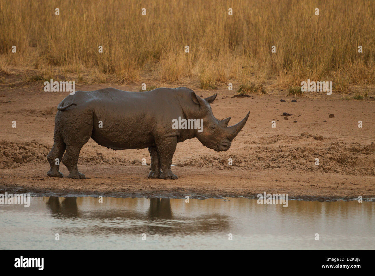 Rhino, White Rhinoceros (Ceratotherium simum) emerging from a lake at dusk after a mud bath Stock Photo