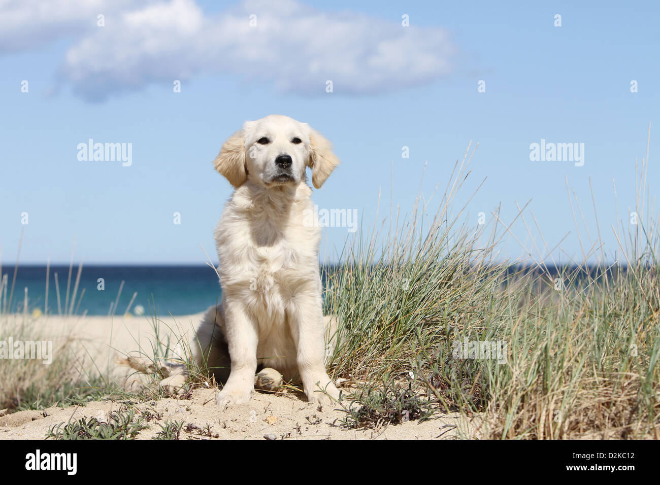 Dog Golden Retriever puppy sitting on the beach Stock Photo - Alamy