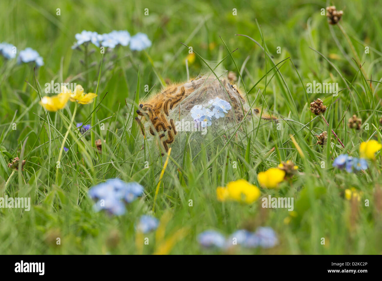 Hairy caterpillars hi-res stock photography and images - Alamy