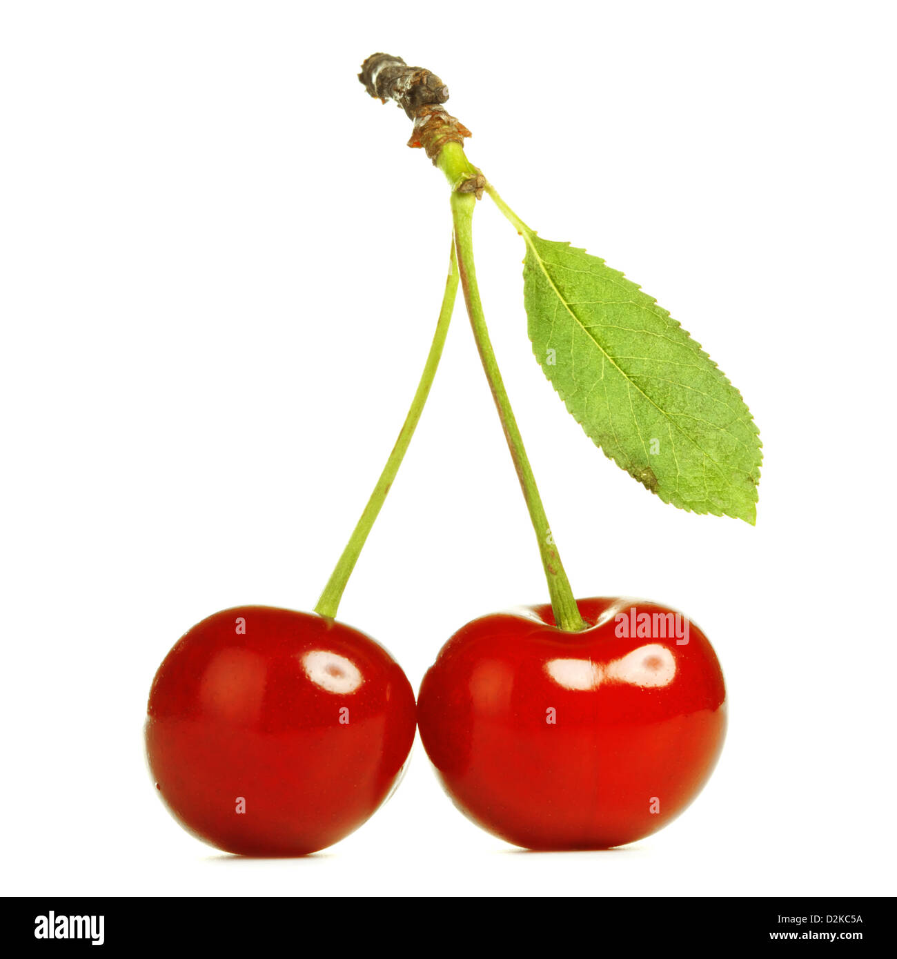 fresh cherries with stem isolated on white Stock Photo Alamy