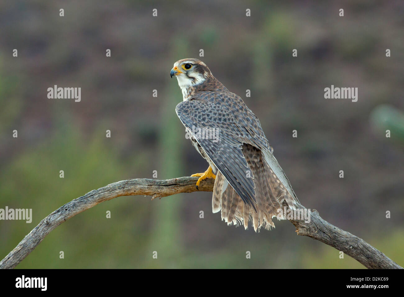 Prairie Falcon – Sonoran Images