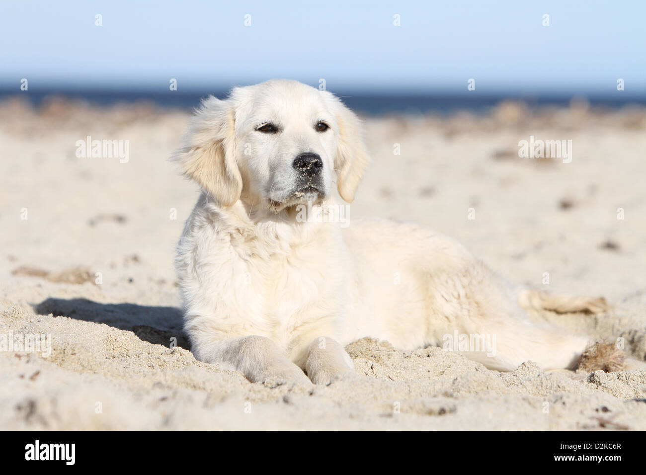 Dog Golden Retriever puppy lying on the beach Stock Photo - Alamy