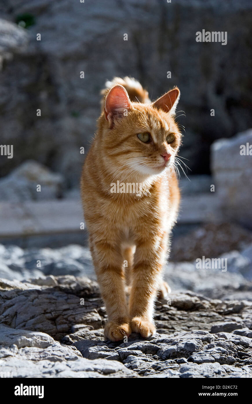 Cute ginger tabby cat sitting on a tall rock with a forest