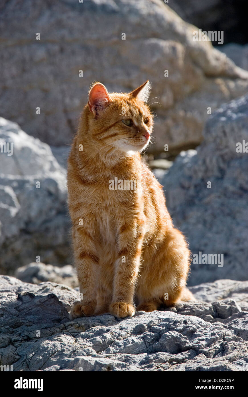 Cute ginger tabby cat sitting on a tall rock with a forest