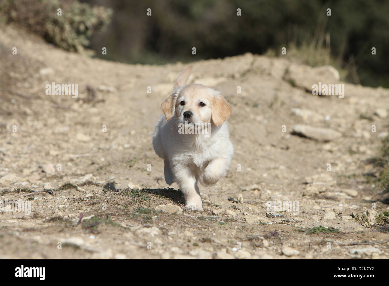 Dog Golden Retriever Puppy Running Face Stock Photo 53287670 Alamy