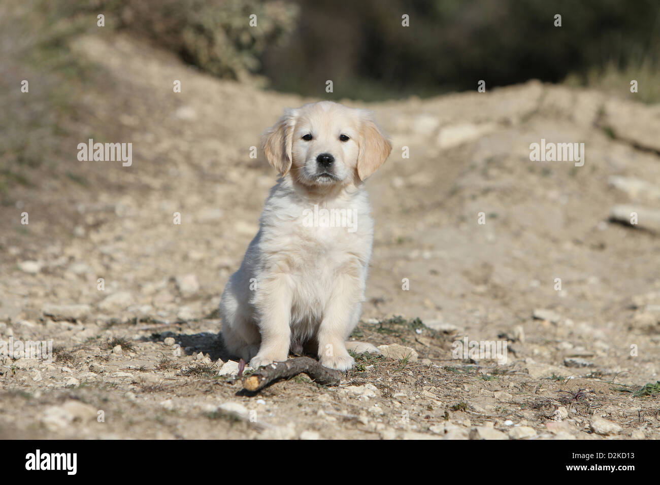 Dog Golden Retriever puppy sitting on the ground Stock Photo - Alamy