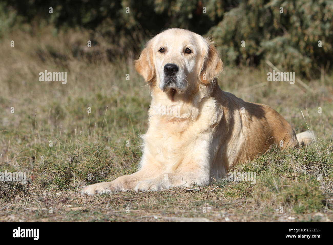 Dog Golden Retriever adult lying in a meadow Stock Photo - Alamy