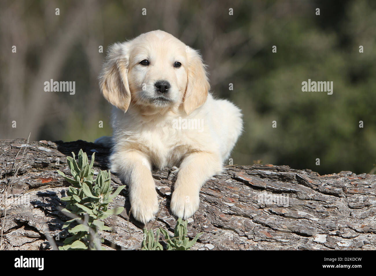 Dog Golden Retriever puppy lying on a tree Stock Photo - Alamy