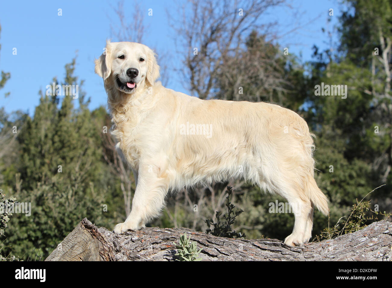 Adult Golden Retrievers Hi Res Stock Photography And Images Alamy