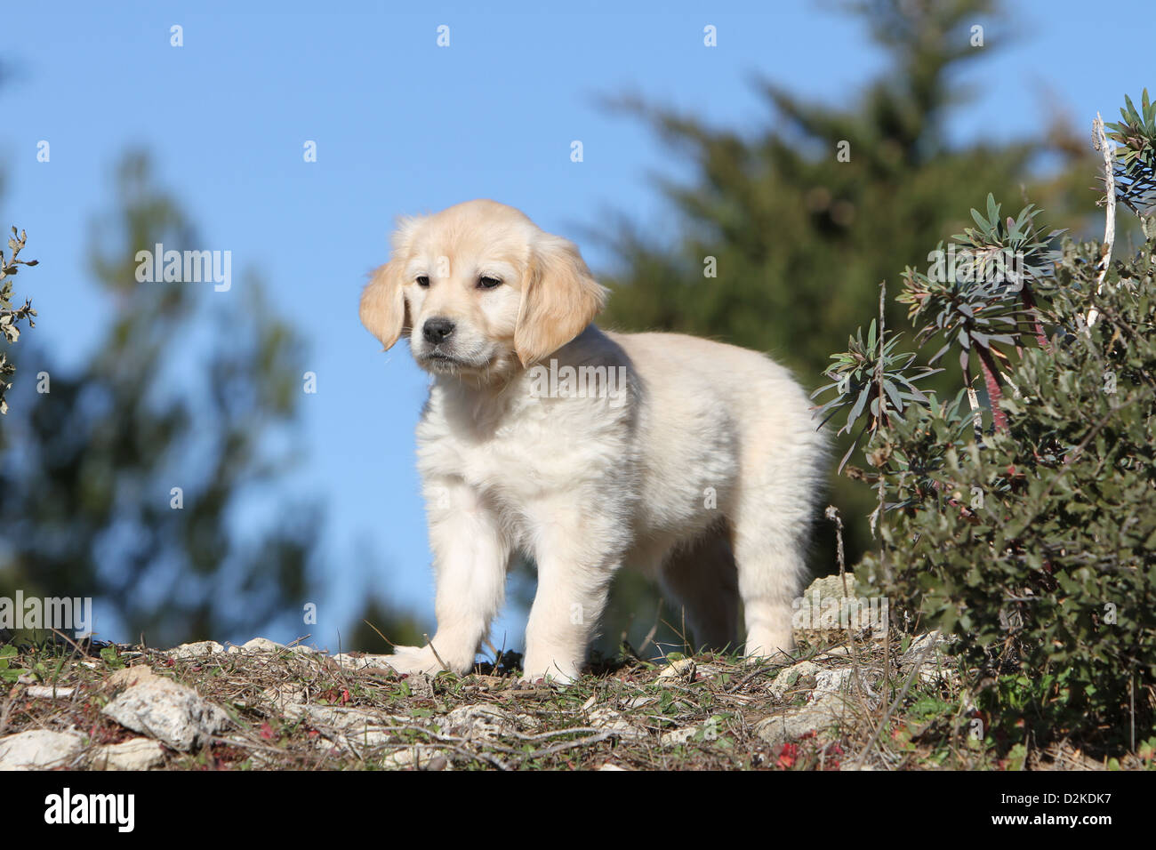 Dog Golden Retriever puppy standing on the ground Stock Photo - Alamy