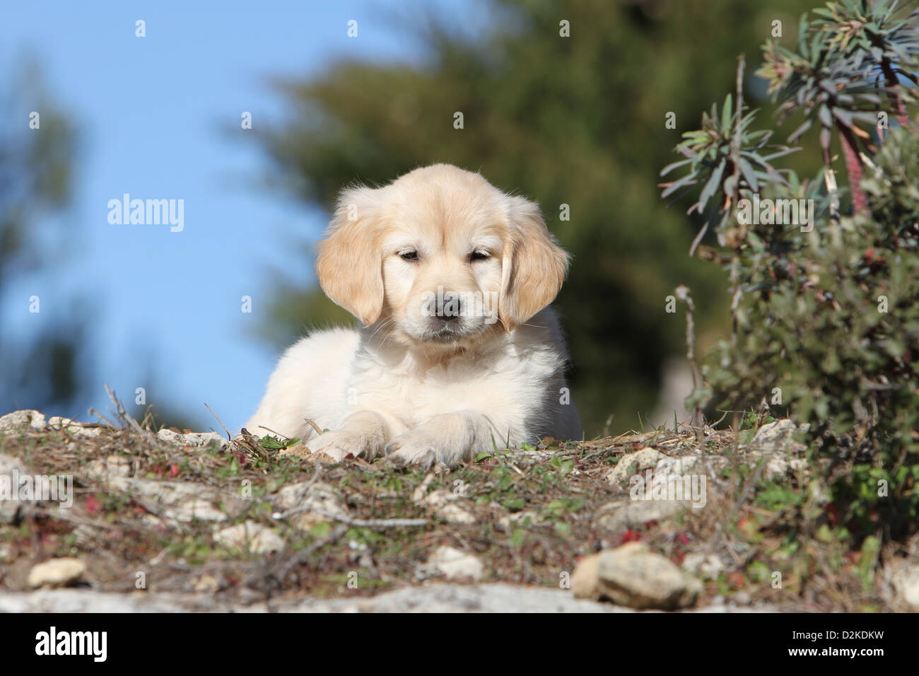 Dog Golden Retriever puppy lying on the ground Stock Photo - Alamy