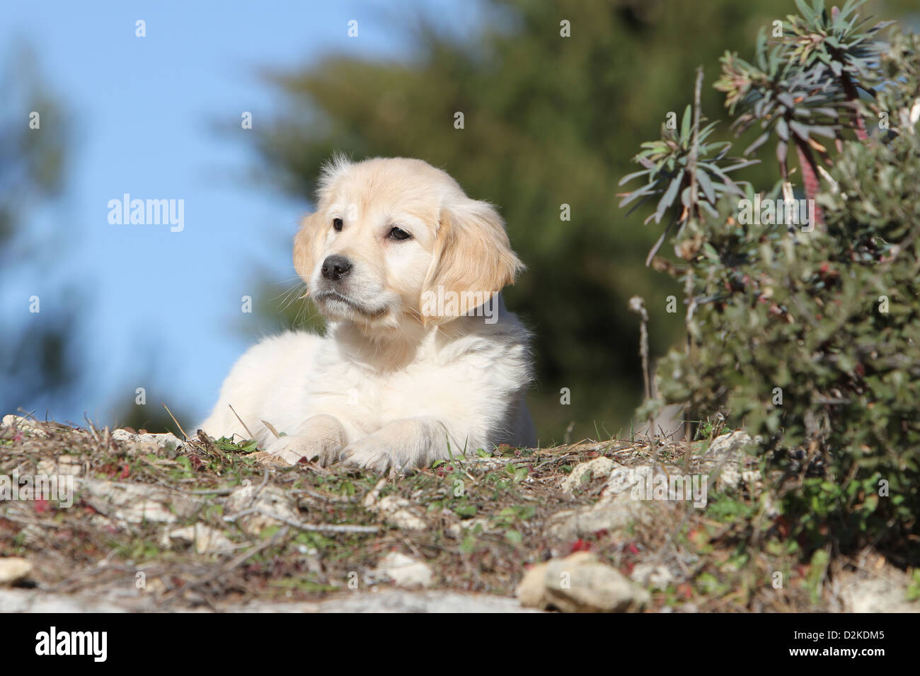 Dog Golden Retriever puppy lying on the ground Stock Photo - Alamy