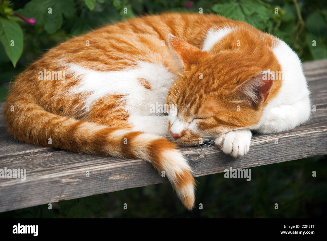Ginger and white cat sleeping on wooden bench Stock Photo