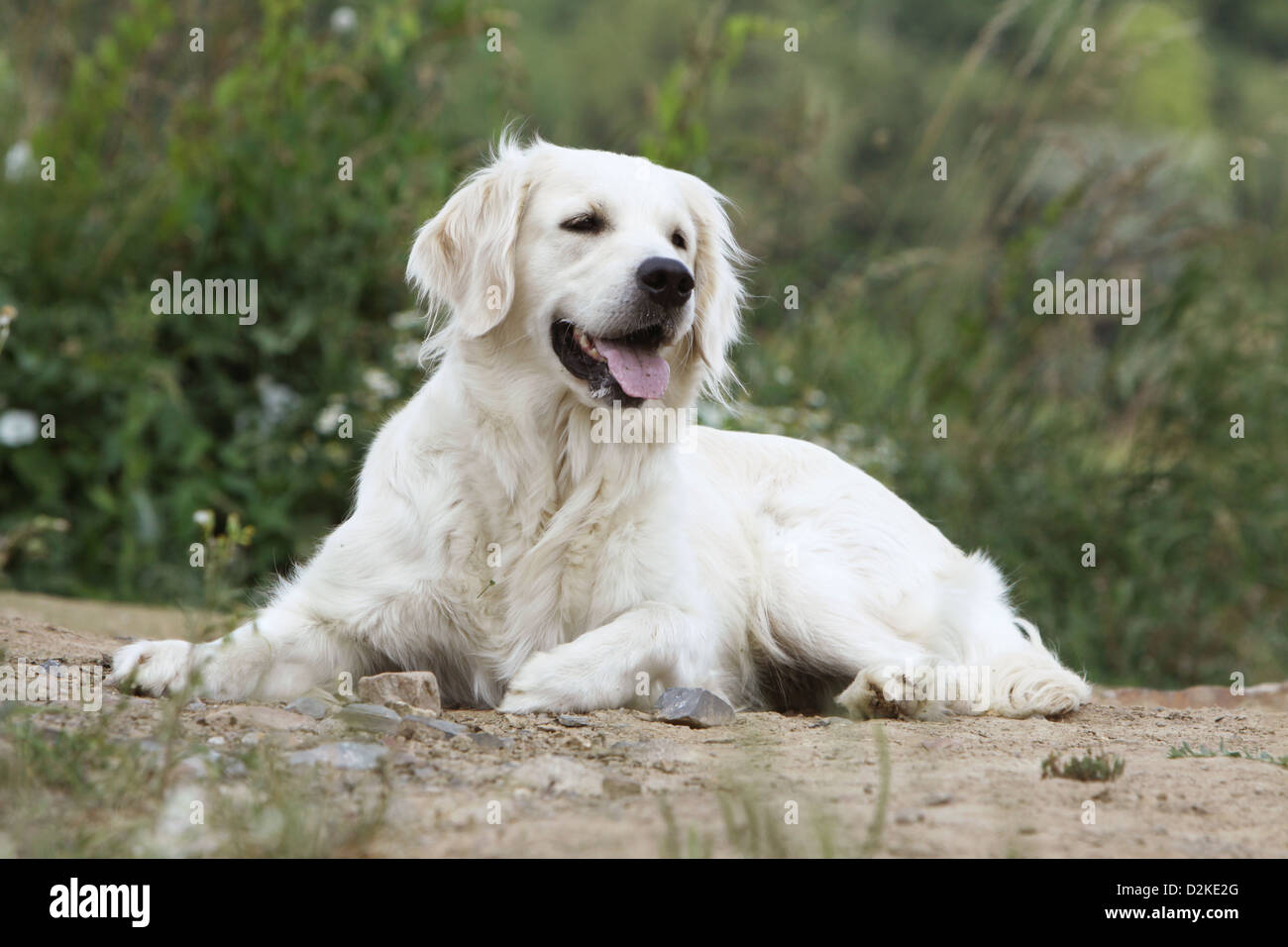 Golden retriever lying down hi-res stock photography and images - Alamy
