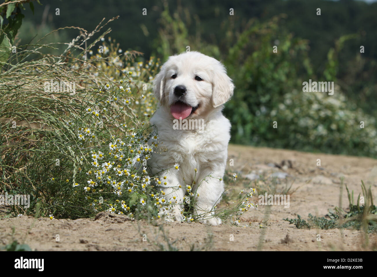 Dog Golden Retriever puppy sitting in a field Stock Photo - Alamy