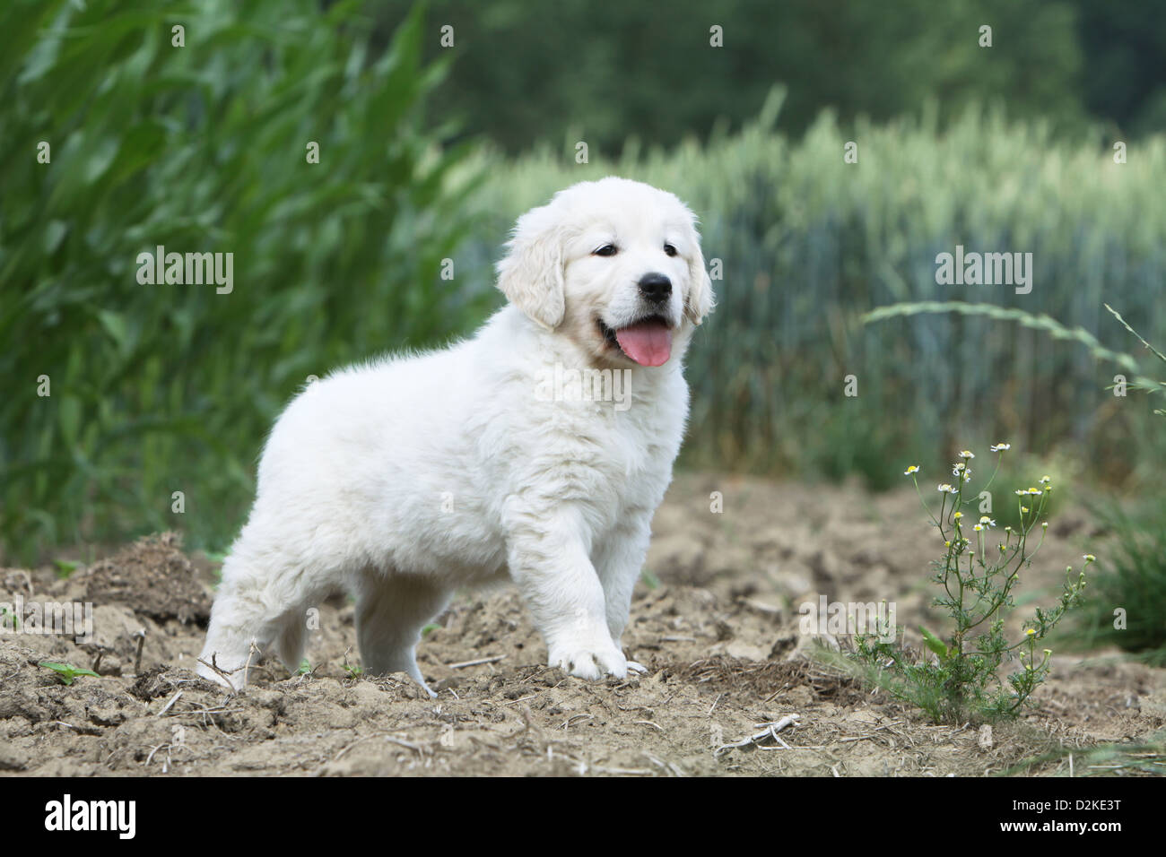 Dog Golden Retriever puppy standing in a field Stock Photo - Alamy