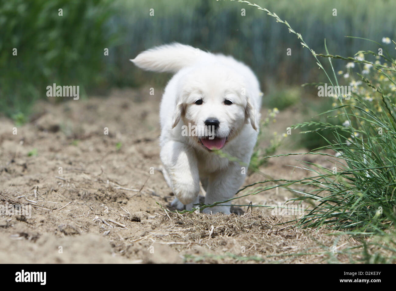Dog Golden Retriever puppy walking in a field Stock Photo - Alamy