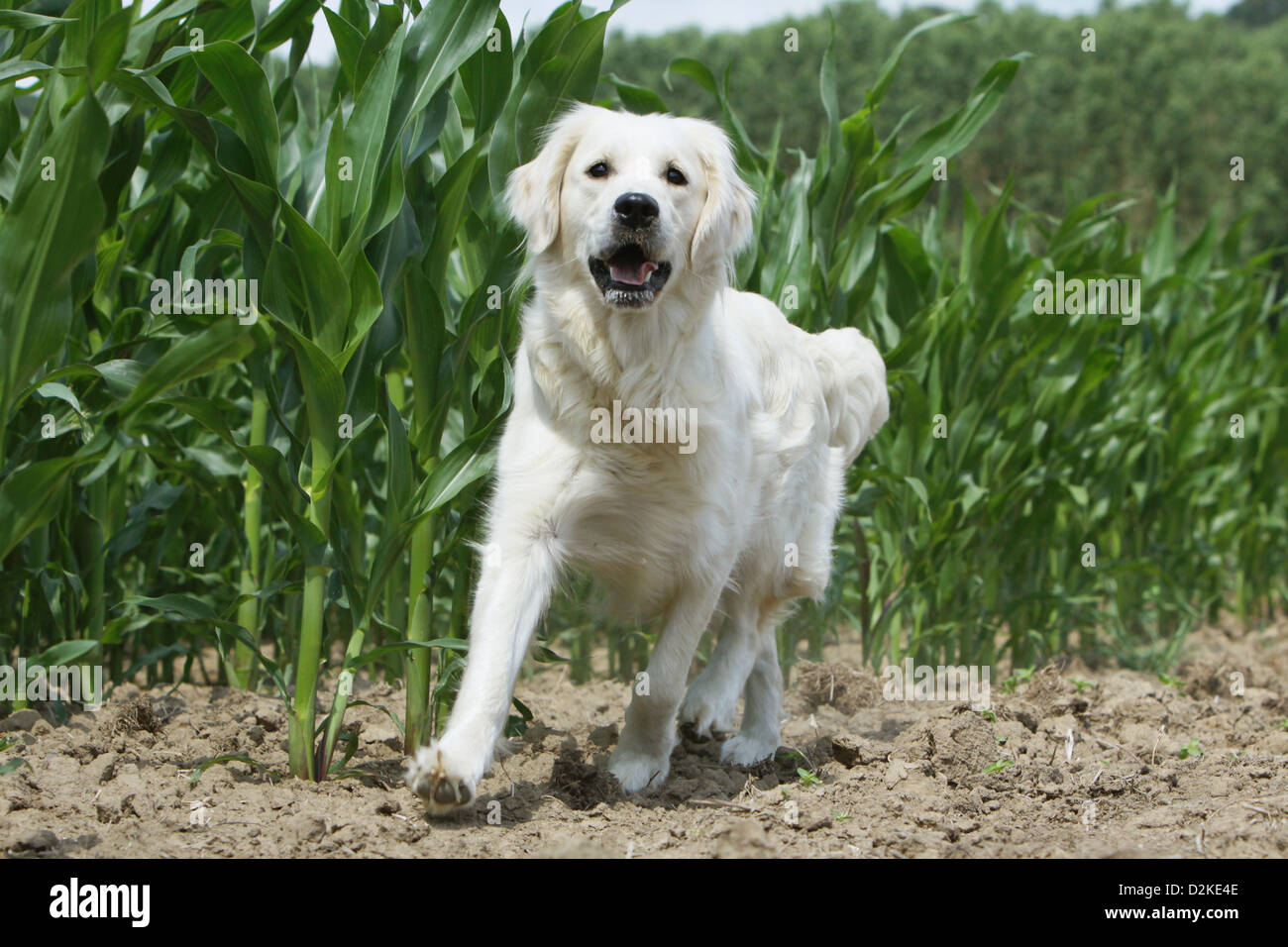 Dog Golden Retriever adult standing in a field Stock Photo - Alamy