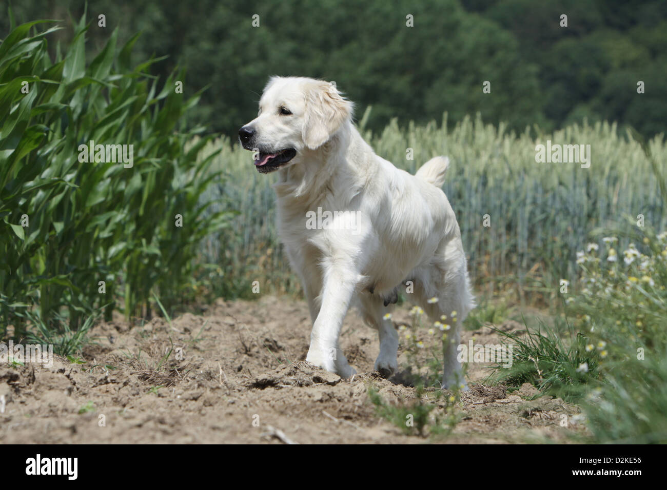Dog Golden Retriever adult standing in a field Stock Photo - Alamy