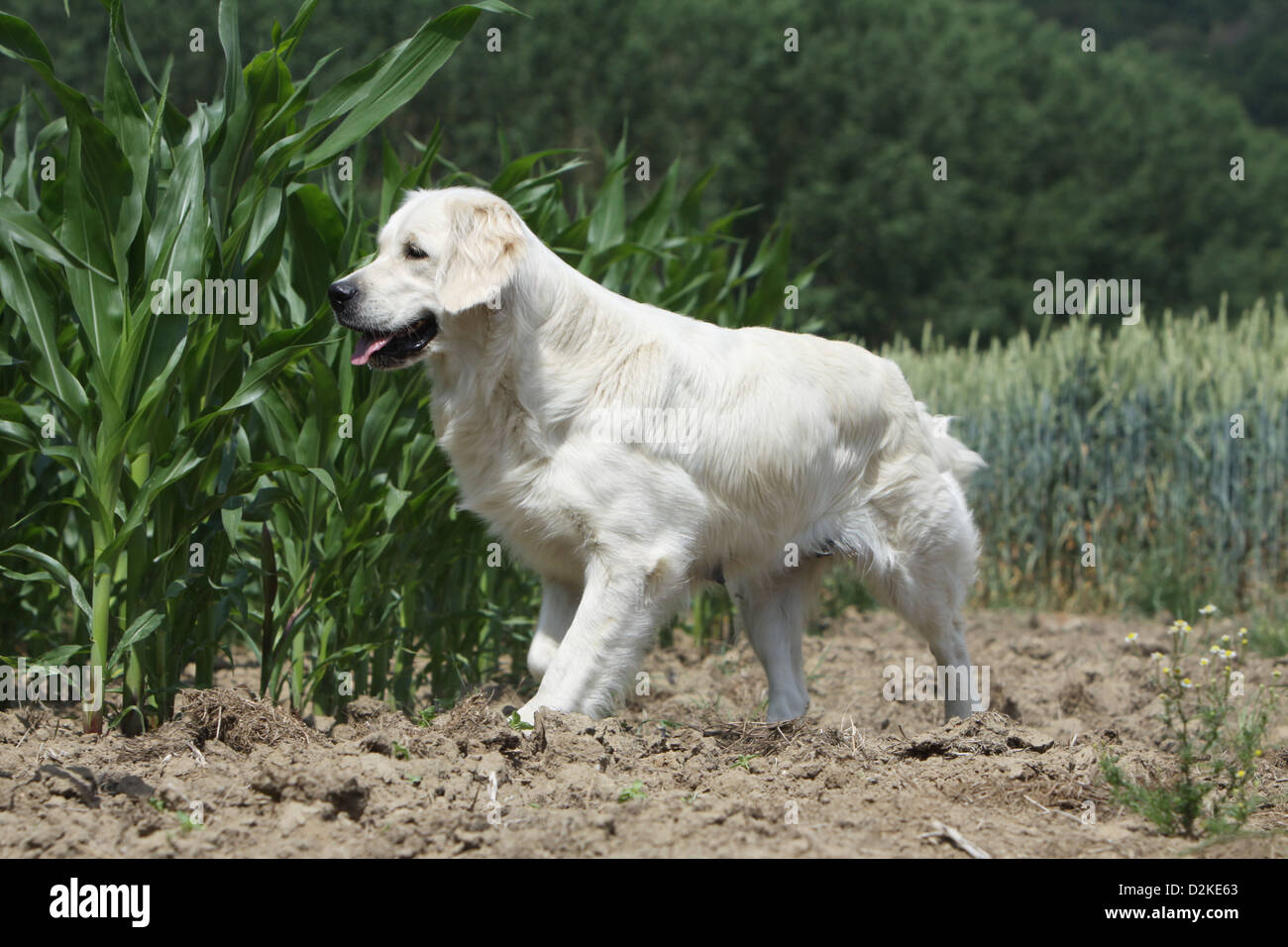 Dog Golden Retriever adult standing in a field Stock Photo - Alamy
