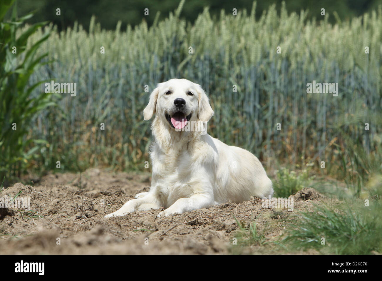 Dog Golden Retriever adult lying in a field Stock Photo - Alamy