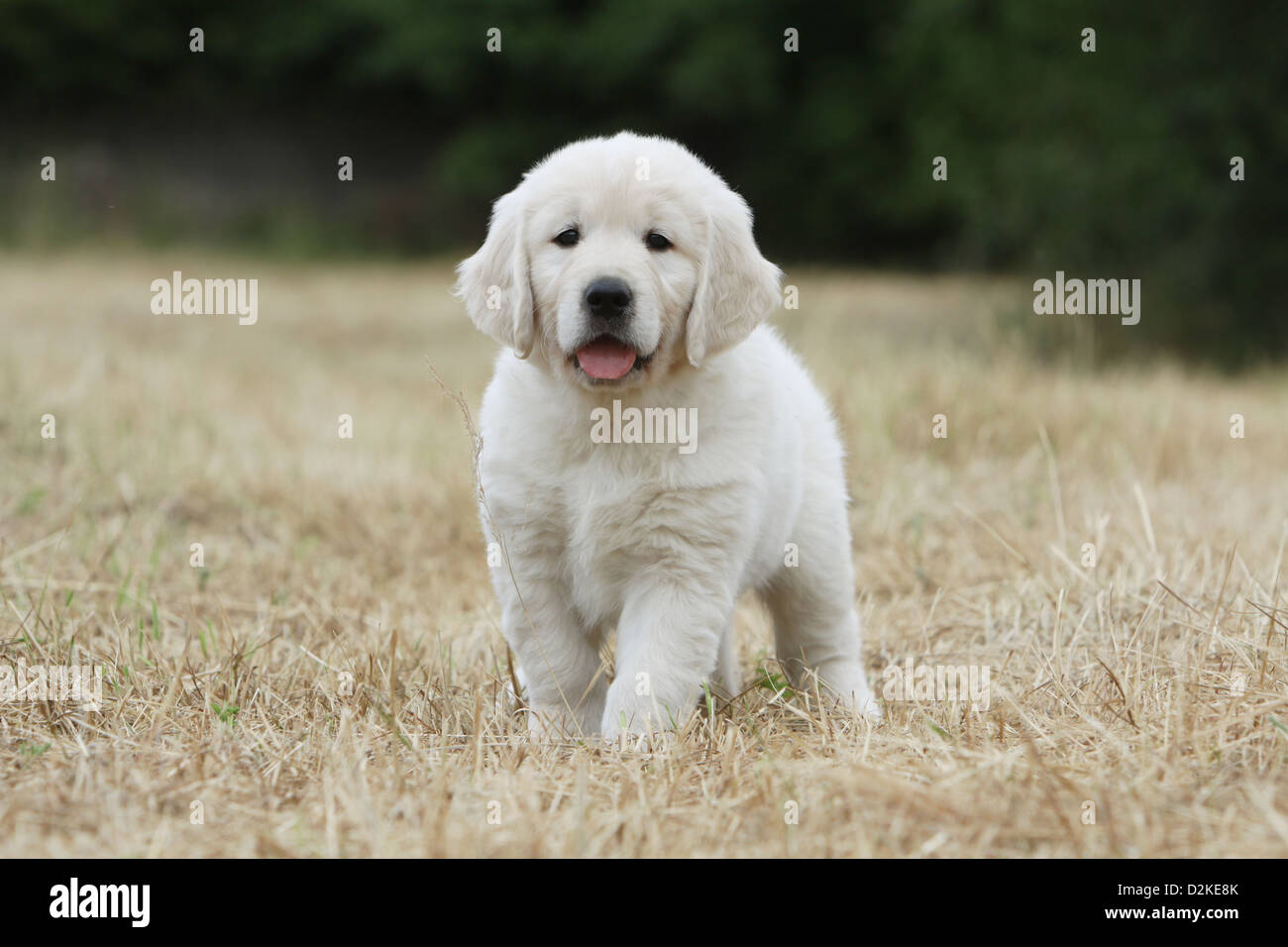 Dog Golden Retriever puppy standing in a field Stock Photo - Alamy