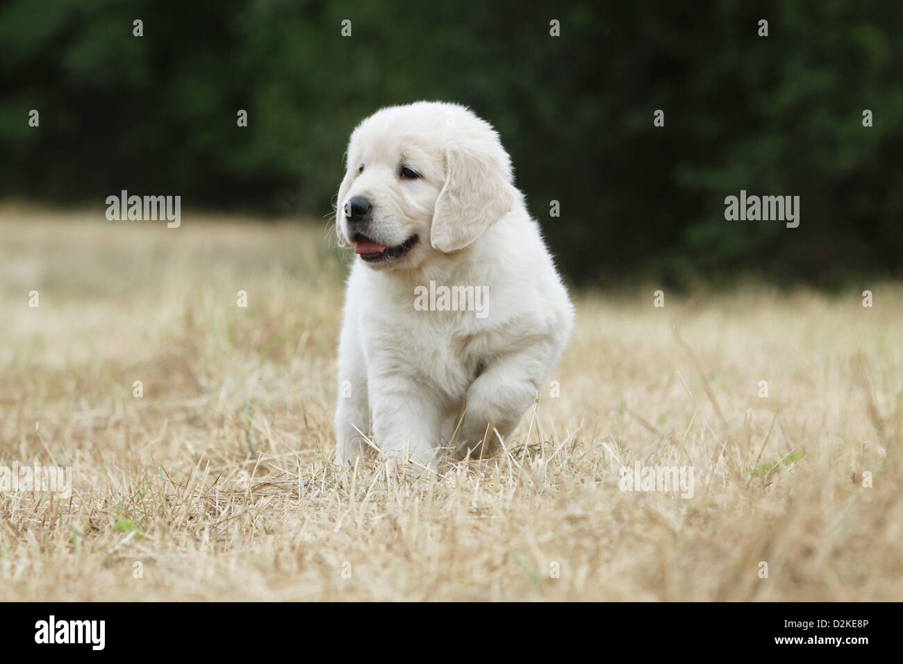 Dog Golden Retriever puppy standing in a field paw raised Stock Photo ...