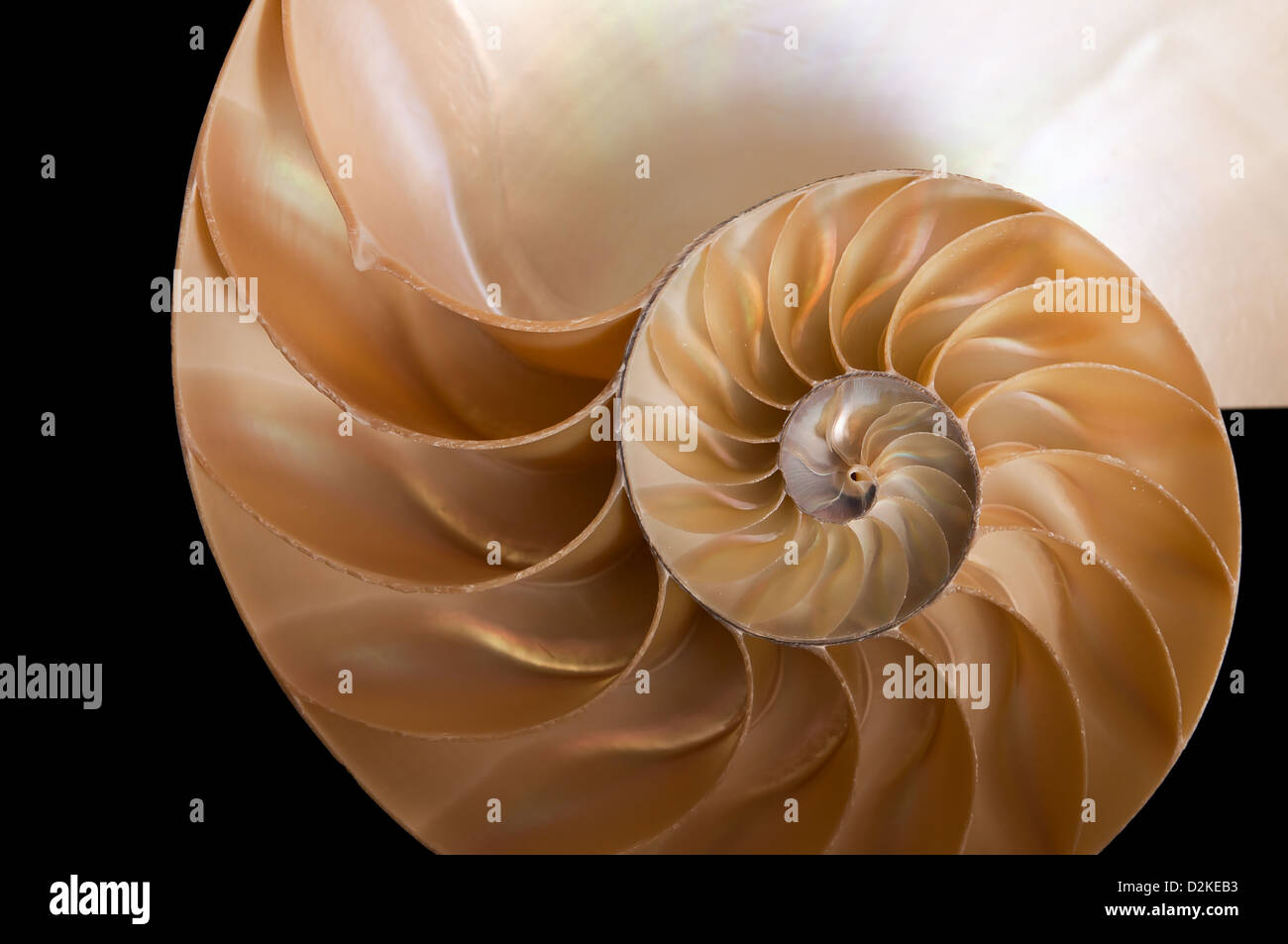 Ammonite Shell Cut In Half Stock Photo Alamy https www alamy com stock photo ammonite shell cut in half 53288791 html