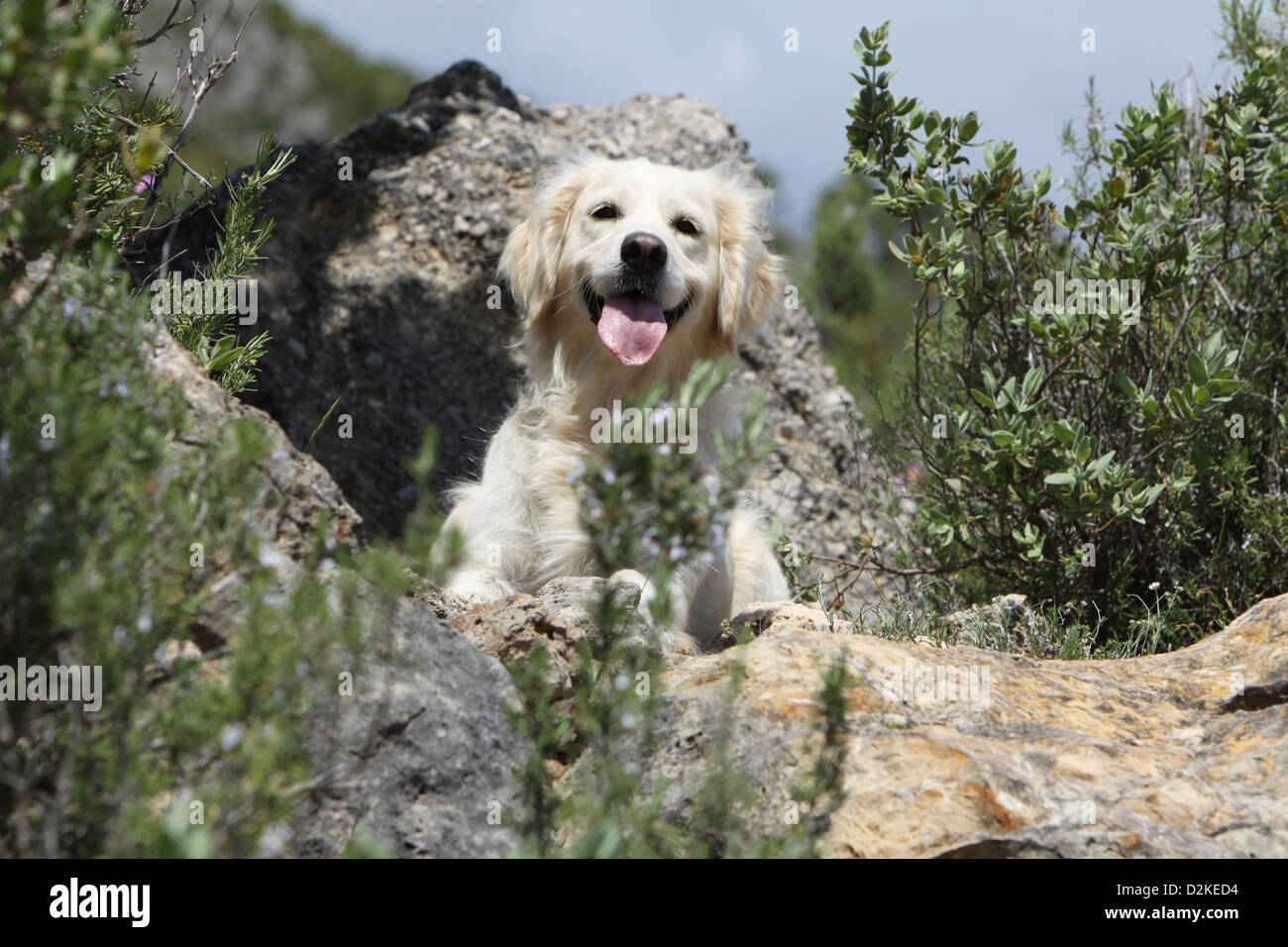 Dog Golden Retriever adult lying on the rocks Stock Photo - Alamy
