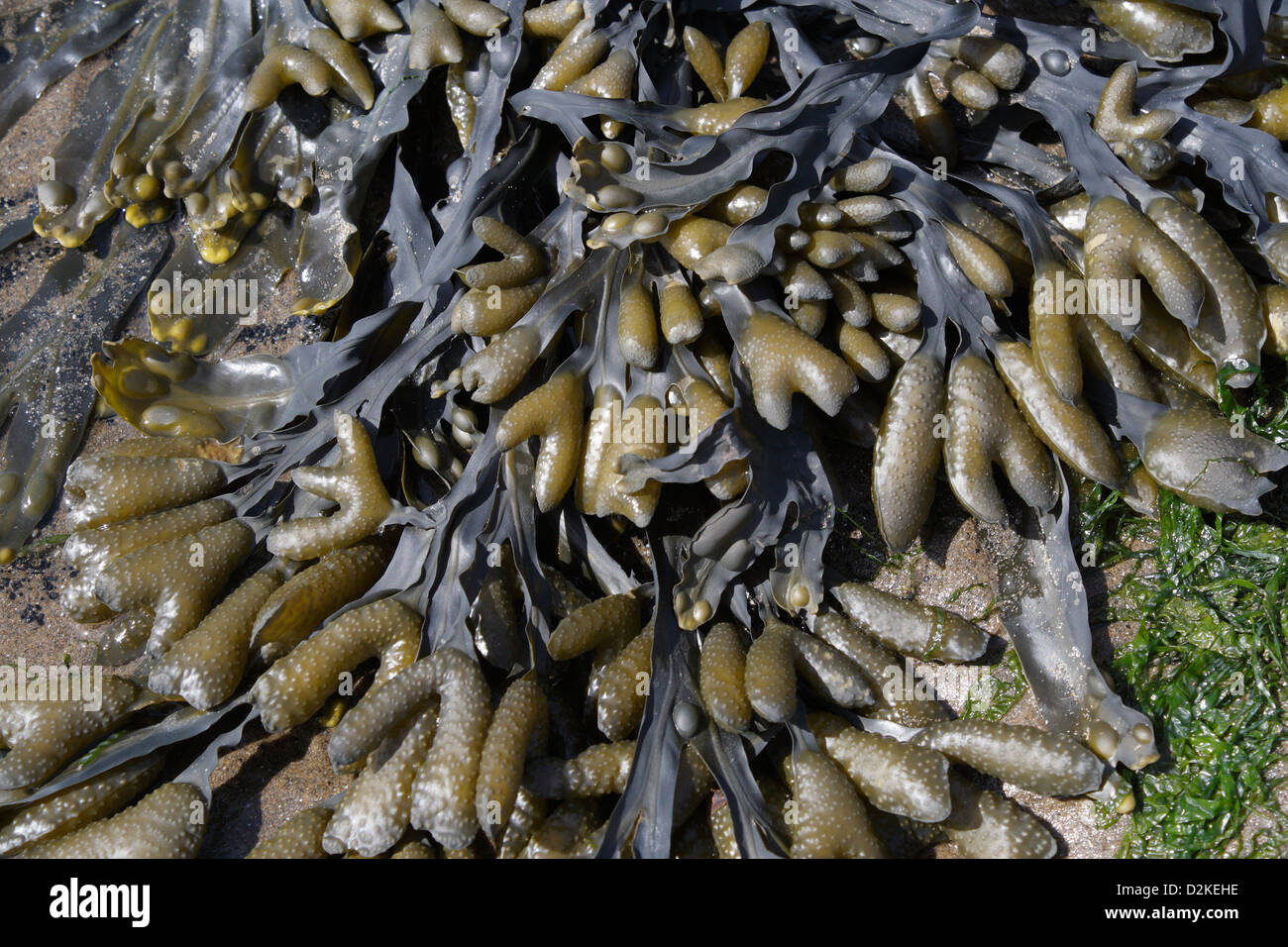 Bladderwrack Seaweed Fucus Vesiculosus on a beach, marine plant life Seashore coast shoreline British coastline Stock Photo