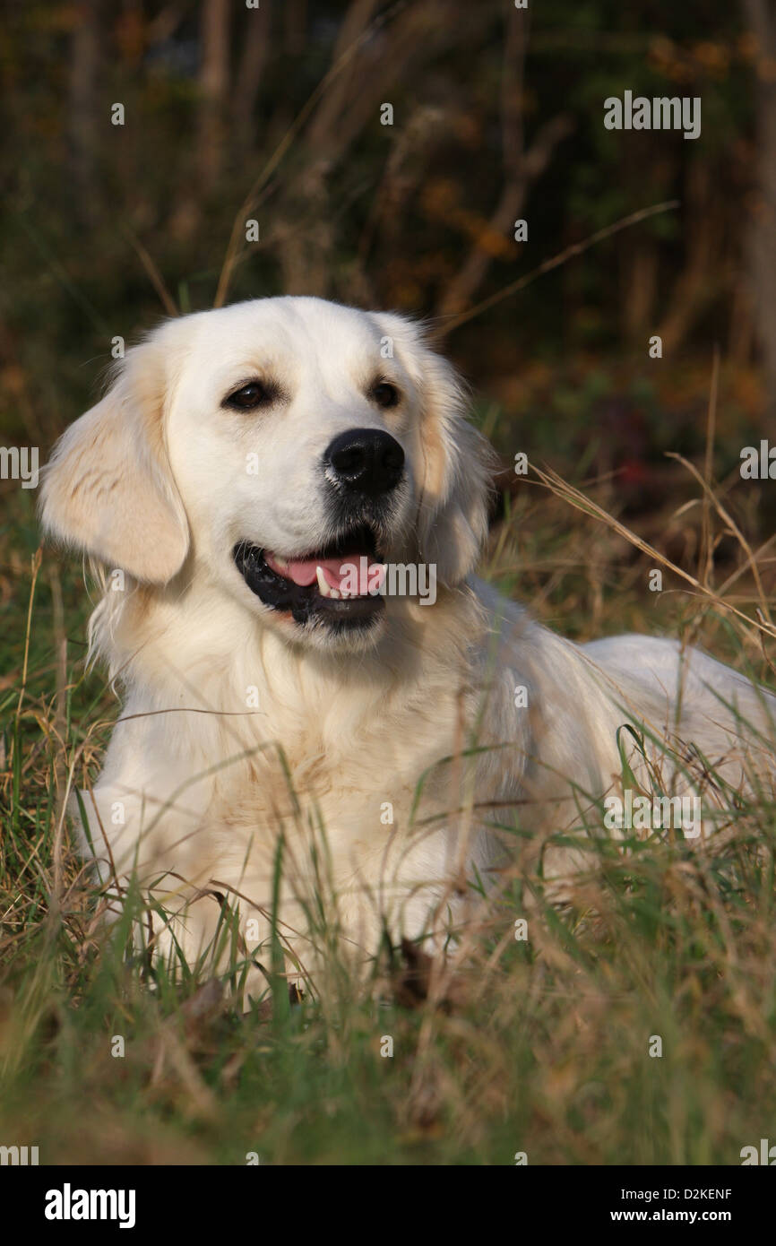 Dog Golden Retriever adult lying in a meadow Stock Photo - Alamy