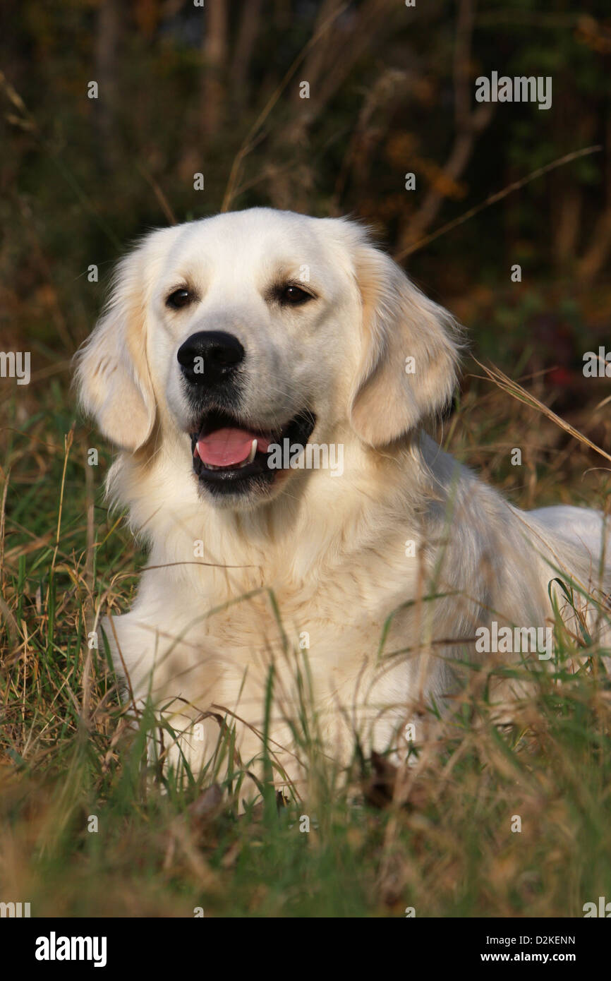 Dog Golden Retriever adult lying in a meadow Stock Photo - Alamy